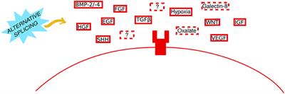 Unresolved Complexity in the Gene Regulatory Network Underlying EMT